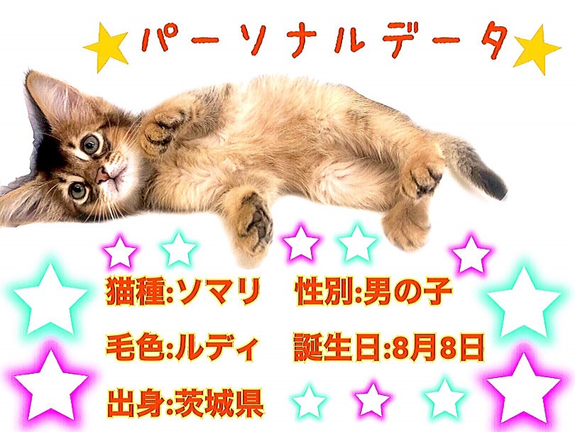 王道カラールディの超美形にゃんこ！ | ソマリ （150132） - 東川口店