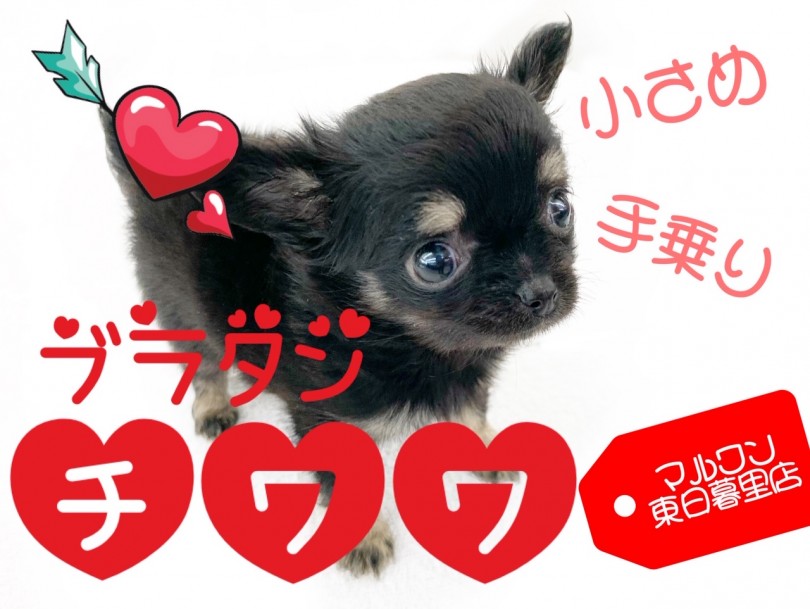 【 チワワ 】生後58日で体重469g！！成犬時の洋服は2号サイズ！？