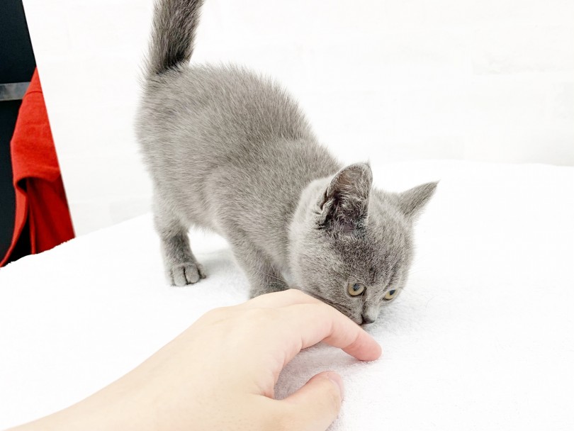 猫流最初のご挨拶？ | ブリティッシュショートヘア （014342） - 東日暮里店
