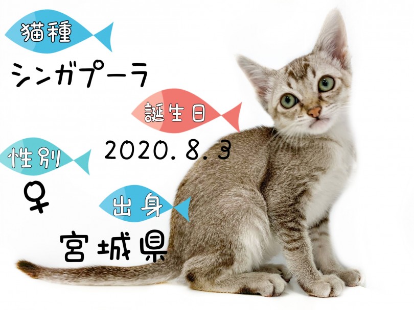 成猫時の体重は2.0㎏～4.0㎏を予想 | シンガプーラ （150134） - 東川口店
