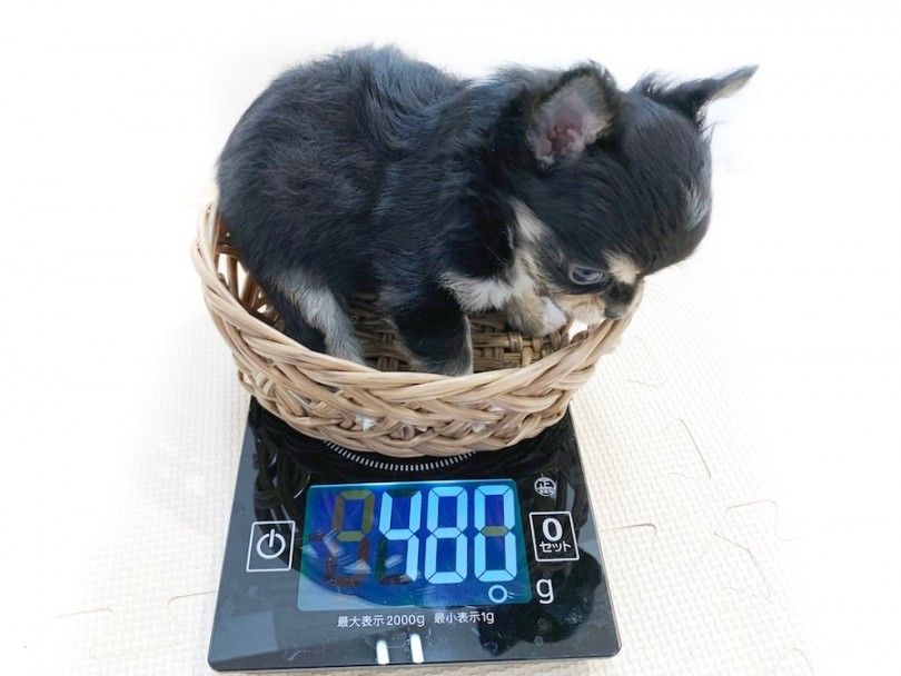 生後50日時点での体重は480g | チワワ （814642） - 相模大塚店