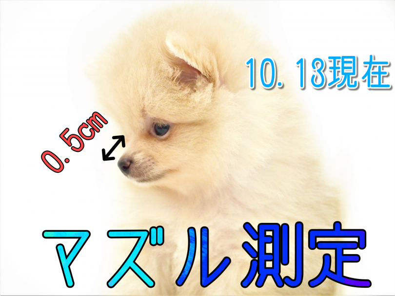 鼻の長さはは0.5cm！？ | ポメラニアン （150135） - 東川口店