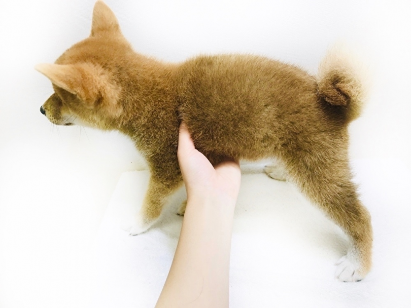 コロコロボディとしっかりした足が可愛い | 柴犬 （119241） - 梅島店