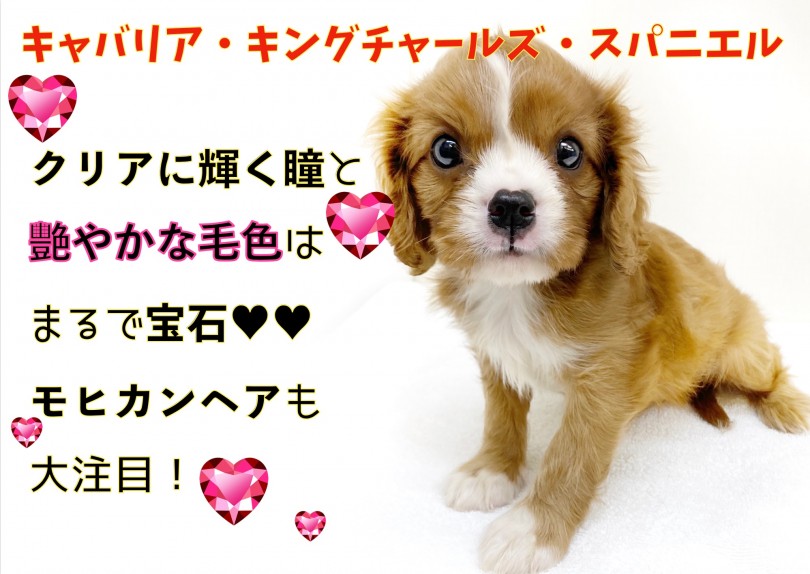 【 キャバリア 】クリアに輝く瞳と艷やかな毛色はまるで宝石！モヒカンヘアも大注目！