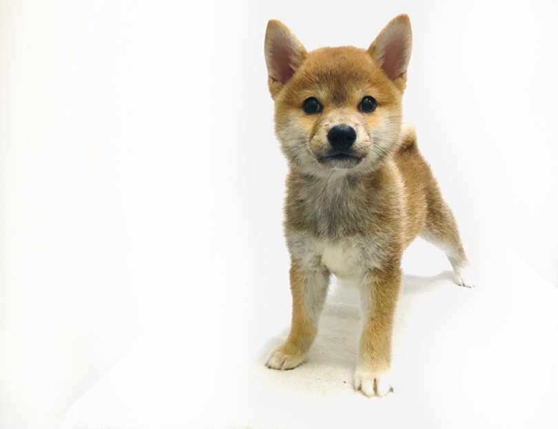是非柴ちゃんに会いに来てください♪ | 柴犬 （119241） - 梅島店