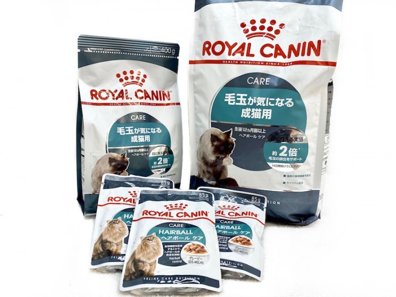 専用ご飯で綺麗な被毛を保ちましょう | ノルウェージャンフォレストキャット （120323） - 今宿店