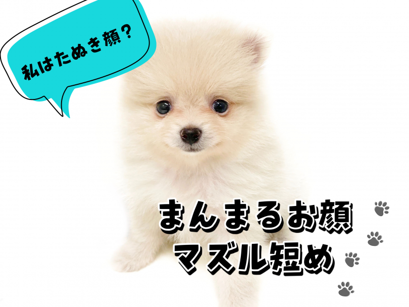 たぬき顔=マズルの短い顔立ち | ポメラニアン （150135） - 東川口店