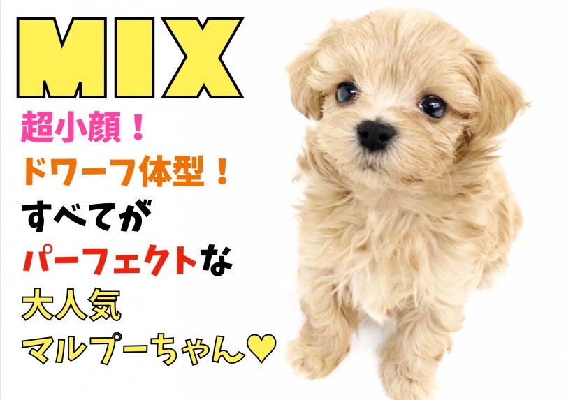 【 MIX 】超小顔！ドワーフ体型！すべてがパーフェクトな大人気マルプーちゃん！