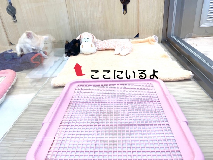 小さすぎて見つからない？！ヨークシャーテリアくんを探せ！？ | ヨークシャーテリア （6130978） - 大倉山店