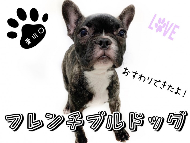 【 フレンチブルドッグ 】2ヵ月でこんなに成長しました！『おすわり』もできます！
