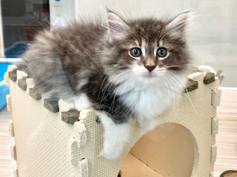 長毛猫ちゃんの生活ポイント！ | ノルウェージャンフォレストキャット （120323） - 今宿店