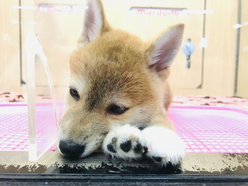 子犬に多い誤飲事故や家具等からの落下事故に気を付けてくださいね | 柴犬 （119241） - 梅島店