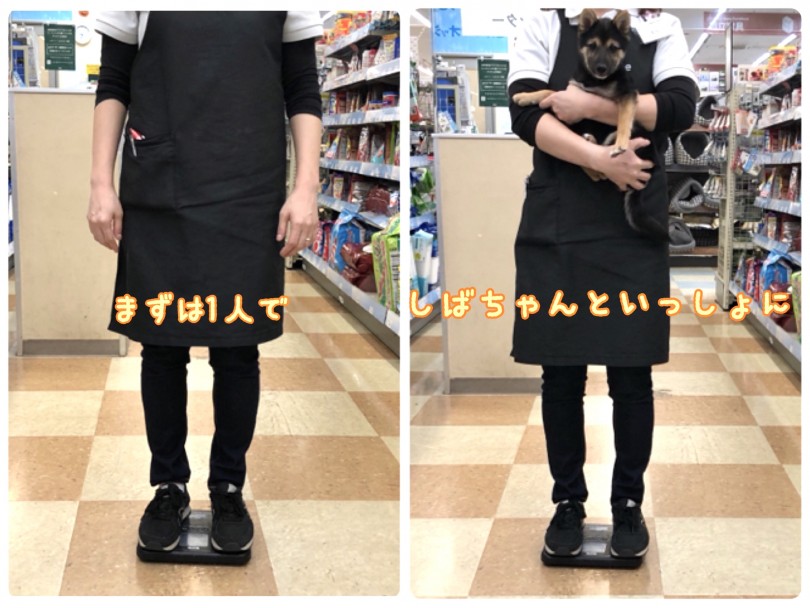 現在の体重は2.7kg | 豆柴 （118477） - 城山店