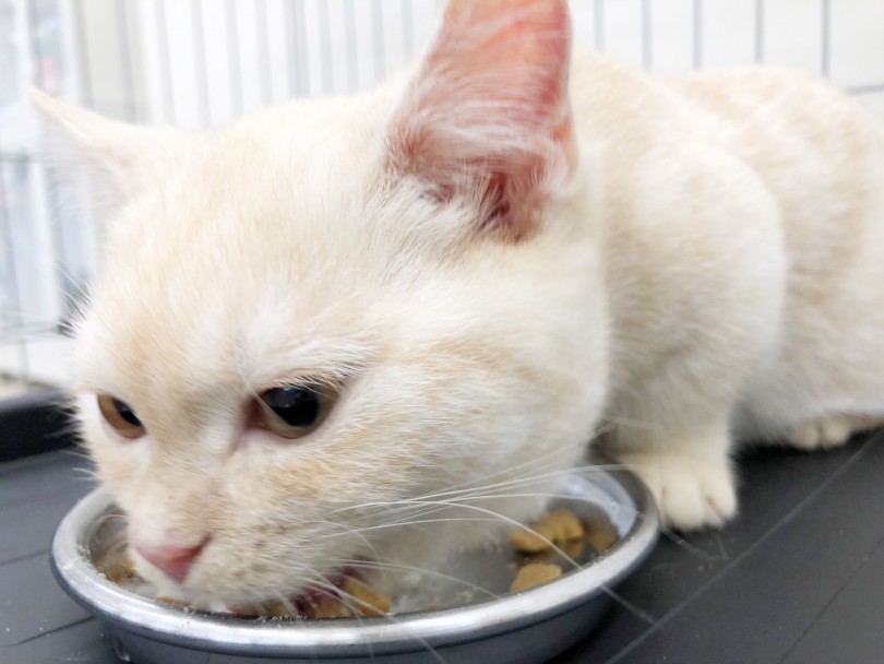 キトン期はキャットフードをふやかして与えます！食欲旺盛は元気な証拠！！ | マンチカン （512681） - 本羽田店