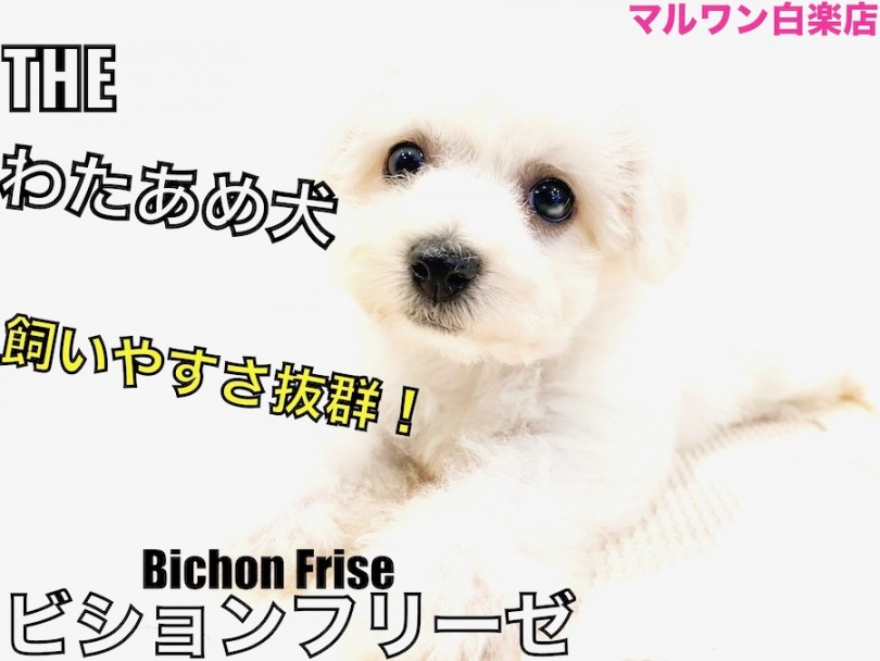 【 ビションフリーゼ 】幅広いカットが可能！飼いやすさ抜群の子犬の手入れ方法紹介