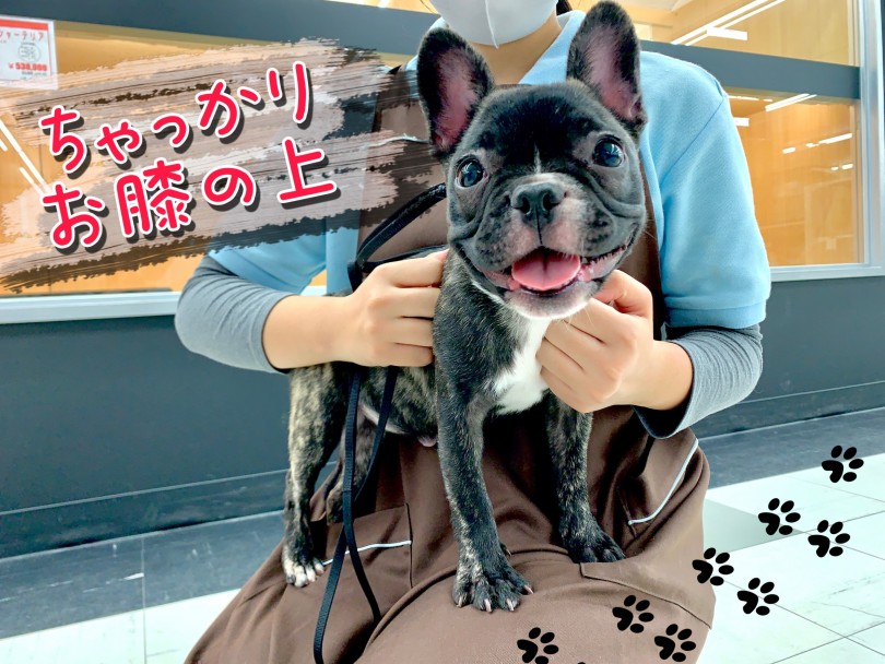 甘え上手なブルちゃん | フレンチブルドッグ （150104） - 東川口店