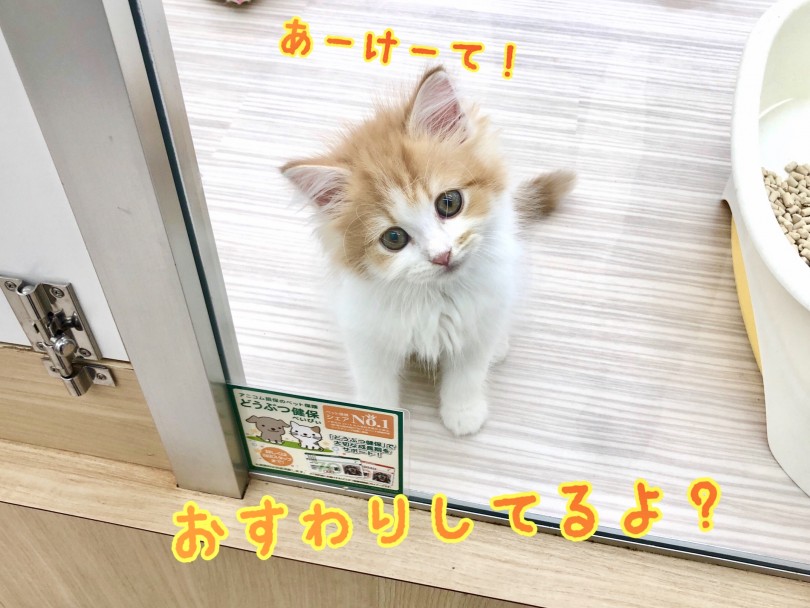 ワンちゃんの様に甘えん坊な猫 | サイベリアン （512692） - 本羽田店