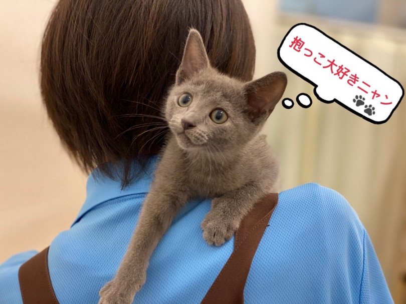 肩乗りネコちゃんの感触を是非、体験してくださいね！ | ロシアンブルー （311974） - 港北ニュータウン店