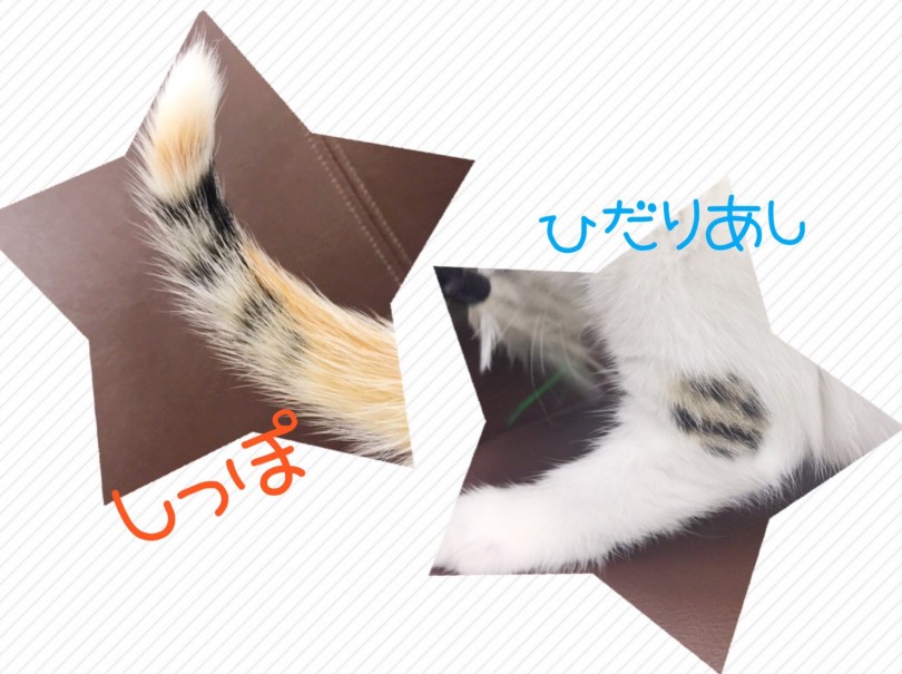 絶妙なキャリコカラー！ | スコティッシュフォールド （914606） - 志村坂下店