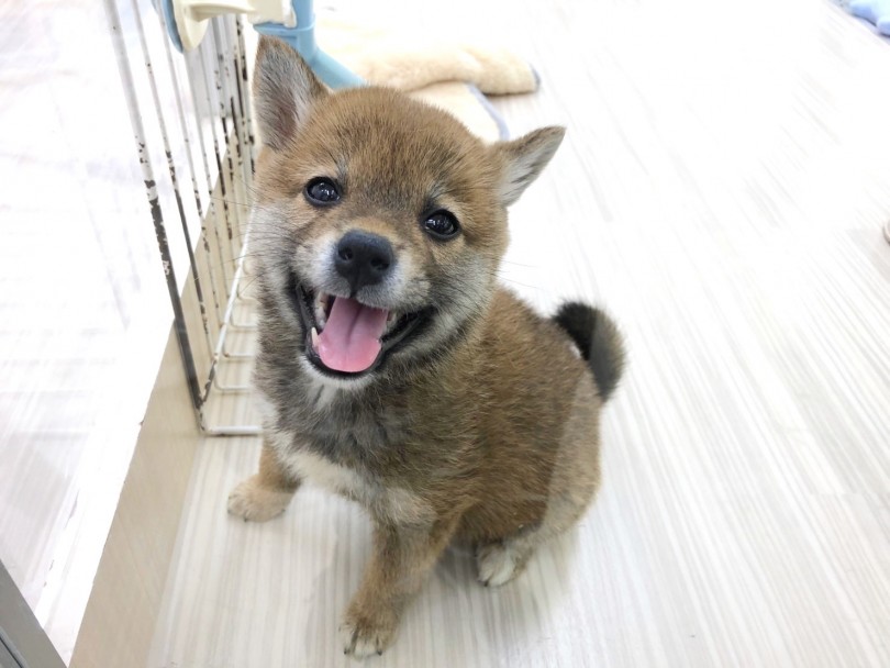 まさに大和撫子♪人懐っこくおしとやか♪ | 柴犬 （713747） - 鶴見店