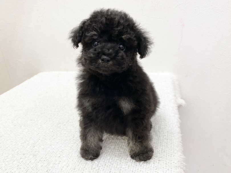 ふわふわトイプードルちゃんの完成です♡ | トイ・プードル (116502) - 下丸子店