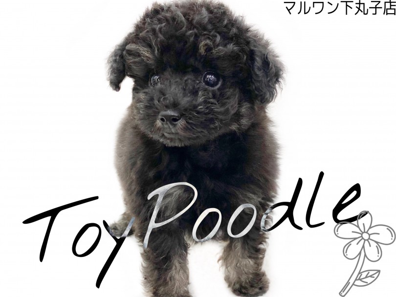 【 トイプードル 】愛嬌たっぷりの小さめ黒トイプーちゃんが新登場！！
