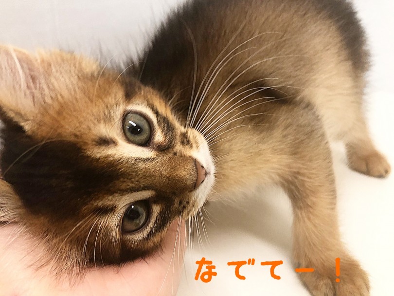人懐っこく遊びが大好き | ソマリ （150132） - 東川口店