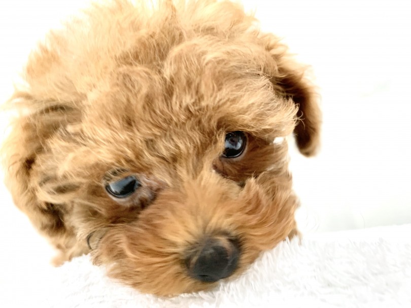 人気の理由は圧倒的な飼いやすさ！ | トイ・プードル （014340） - 東日暮里店