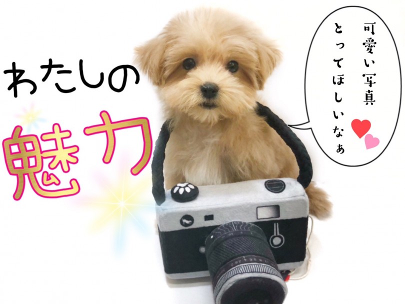 大人気犬種のマルプーちゃんはファンが多い | MIX マルプー （914598） - 志村坂下店