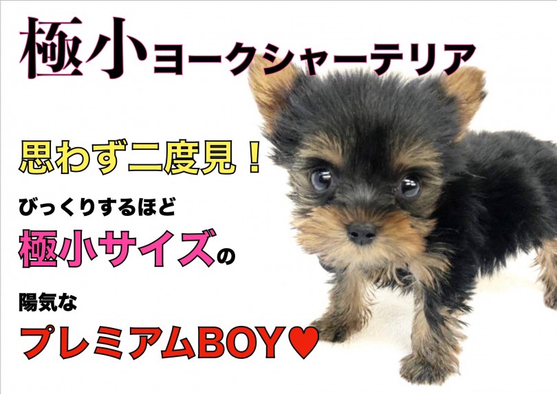 【 ヨーキー 】 思わず二度見！びっくり極小サイズの陽気なプレミアムBOY！