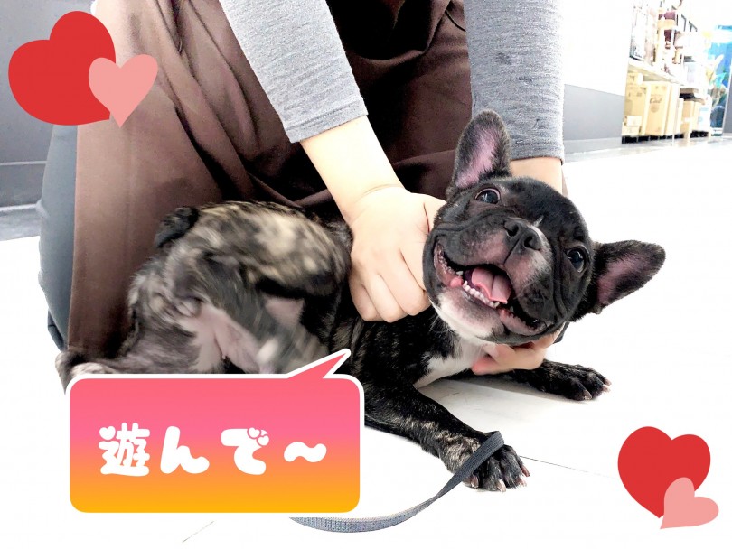 性格は昔と変わらず甘え上手 | フレンチブルドッグ （150104） - 東川口店
