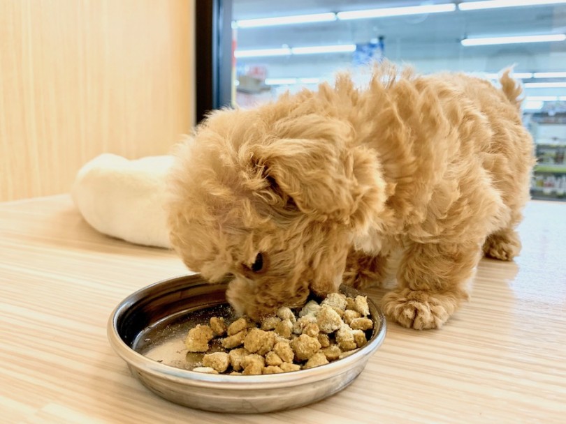 ぬいぐるみがご飯食べてるような不思議な写真 | MIX マルプー （814644） - 相模大塚店