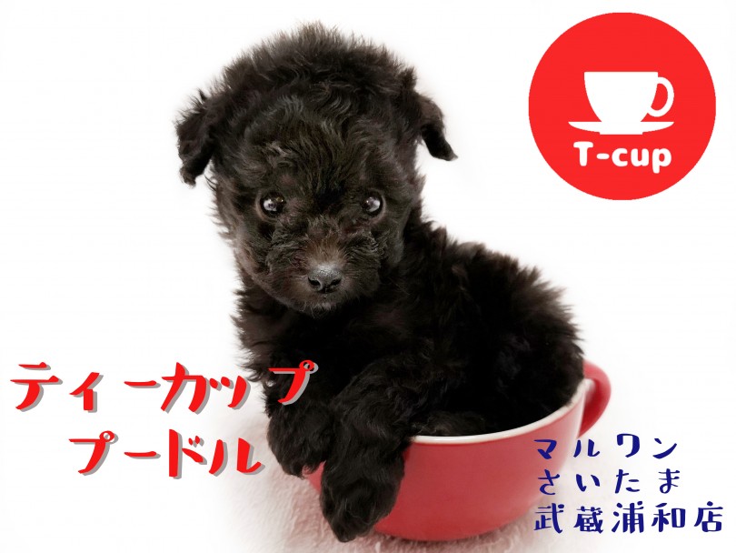 【 ティーカッププードル 】生後51日で433g！！シルバーカラーの女の子！