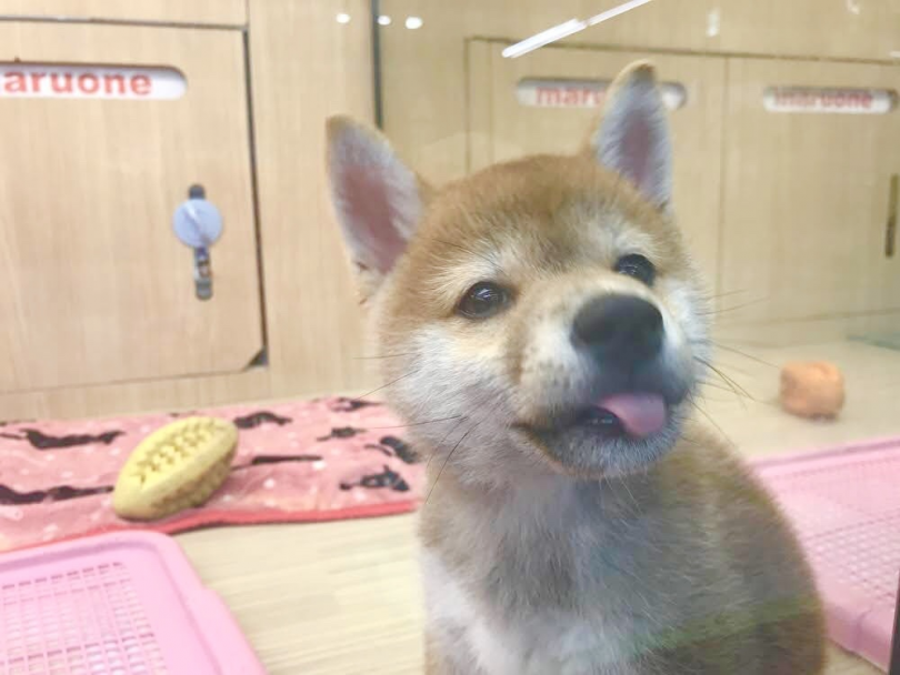 お家に来た当日はストレスを与えないようにサークルの中に | 柴犬 （119241） - 梅島店