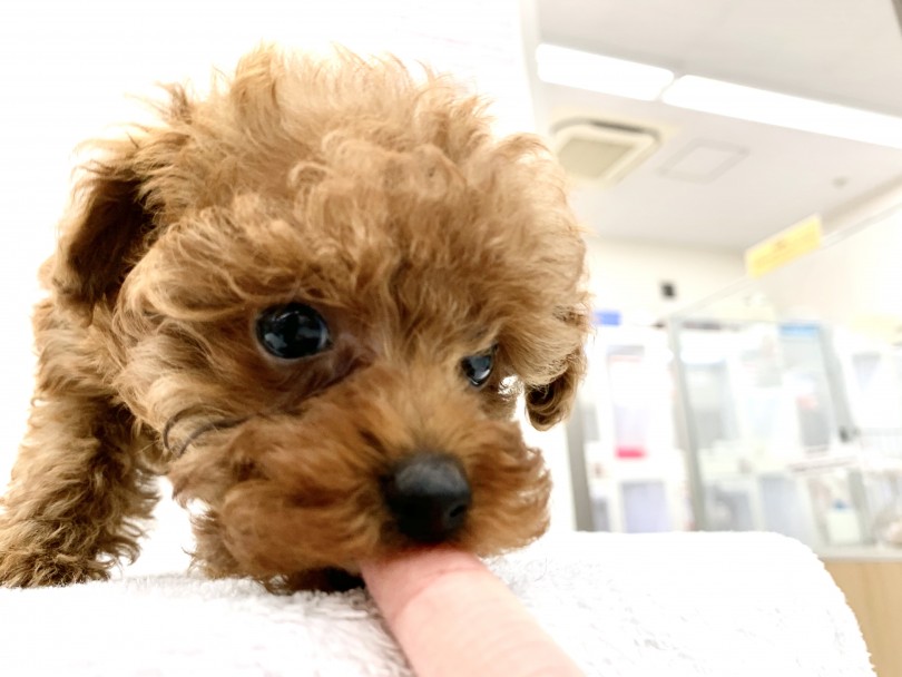 最高のポテンシャルと最上級の甘えん坊を兼ね備えた最強のトイプーくん | トイ・プードル （014340） - 東日暮里店
