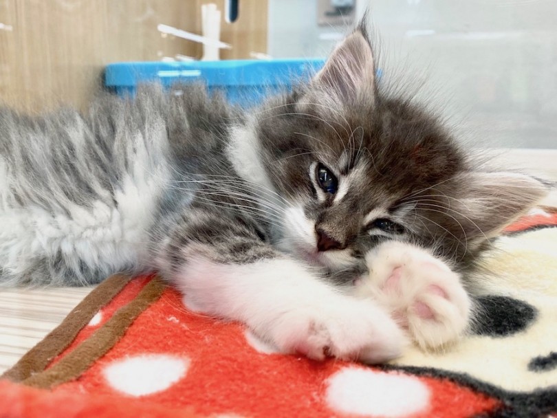 お腹をごろ〜んと出しながらくつろぐ天使さま♡ | ノルウェージャンフォレストキャット （120323） - 今宿店