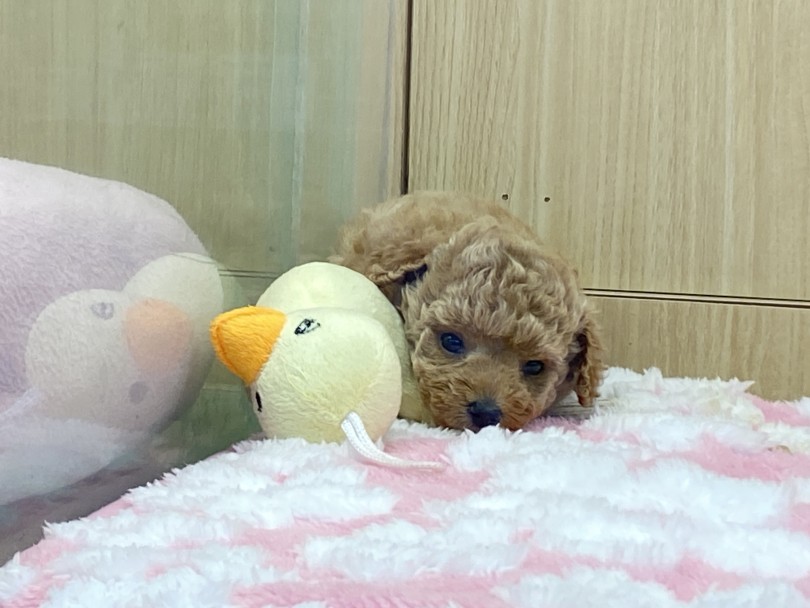 誰にでも育てやすさピカイチのトイ・プードルちゃん♡ | トイ・プードル （6130979） - 大倉山店