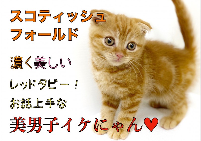 【 スコティッシュフォールド 】濃く美しいレッドタビー！お話上手な美形にゃんこ！