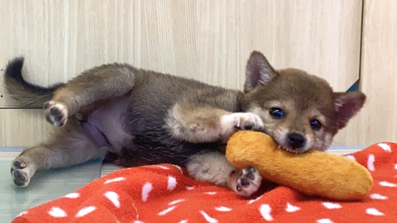 おもちゃで遊ぶことが大好きな柴犬ちゃん | 柴犬 （6130976） - 大倉山店