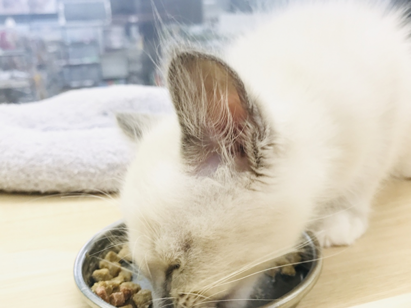 ラグドールちゃんの飼育ポイント ご飯 | ラグドール （119246） - 梅島店