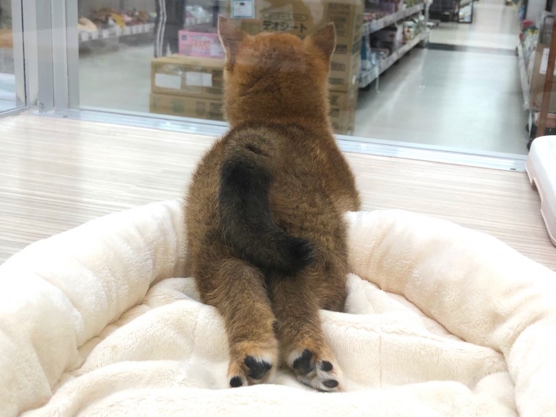 真ん丸なおしりがキュート | 柴犬 （713747） - 鶴見店