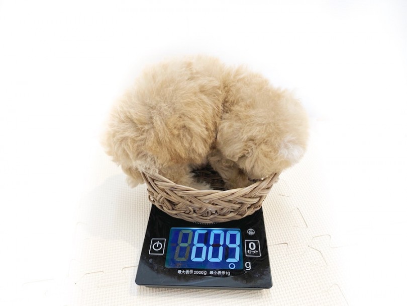 入店日時点の体重は609g | MIX マルプー （814644） - 相模大塚店