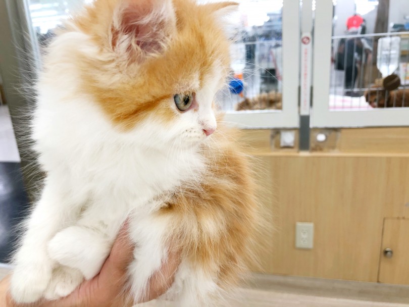 優雅な見た目は猫界トップクラス！！美しさの秘密は毛量の多さとレッドタビー＆ホワイトのバランス！ | サイベリアン （512692） - 本羽田店