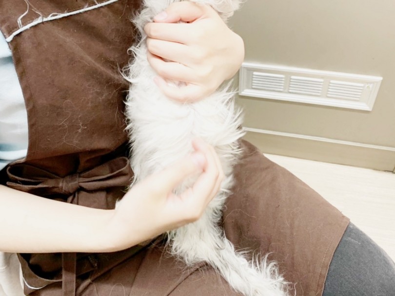 ブラシやコームを使って風の当たっている所から乾かしていきます。 | ペルシャ （014314） - 東日暮里店
