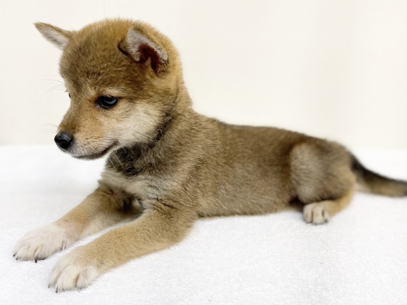 将来有望な赤毛とチャームポイントの白い靴下 | 柴犬 （6130976） - 大倉山店
