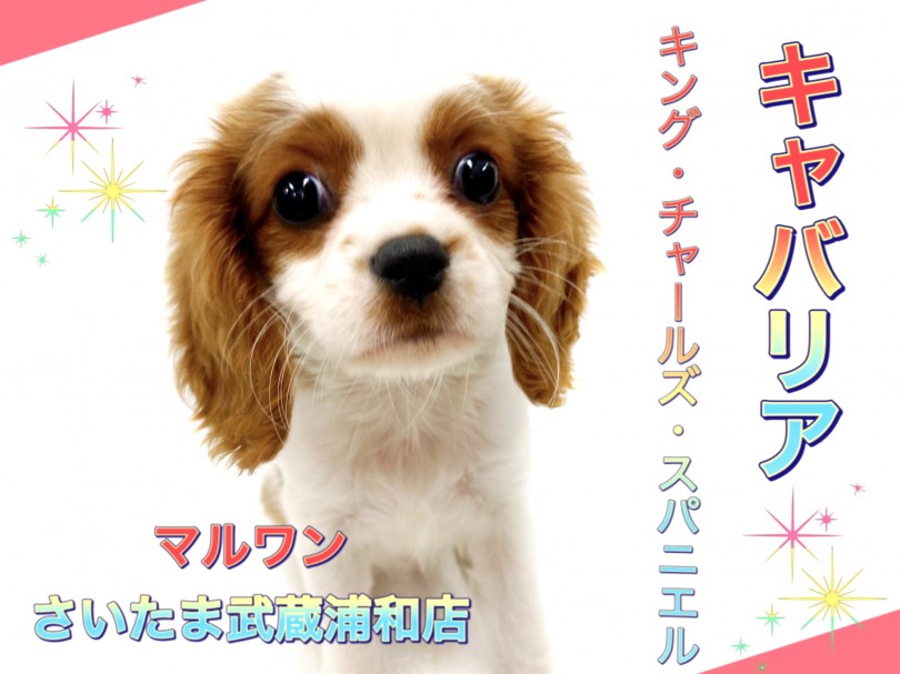 【 キャバリア 】温和で飼いやすさナンバーワン！！癒し系♪キャバちゃん
