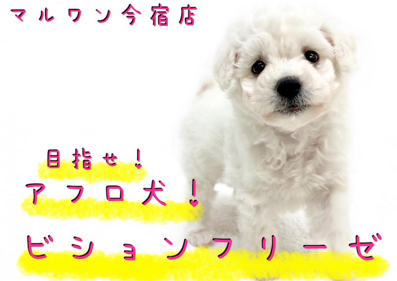 【 ビションフリーゼ 】モフラー必見！圧巻の毛量と懐っこさの従順ガール！