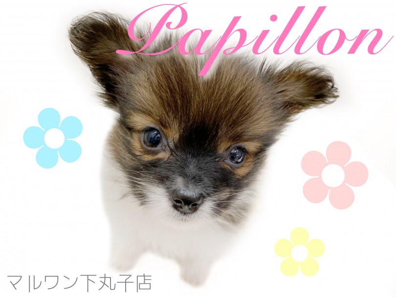 【 パピヨン 】「蝶のような犬」と言われるパピヨンの子犬をご紹介！