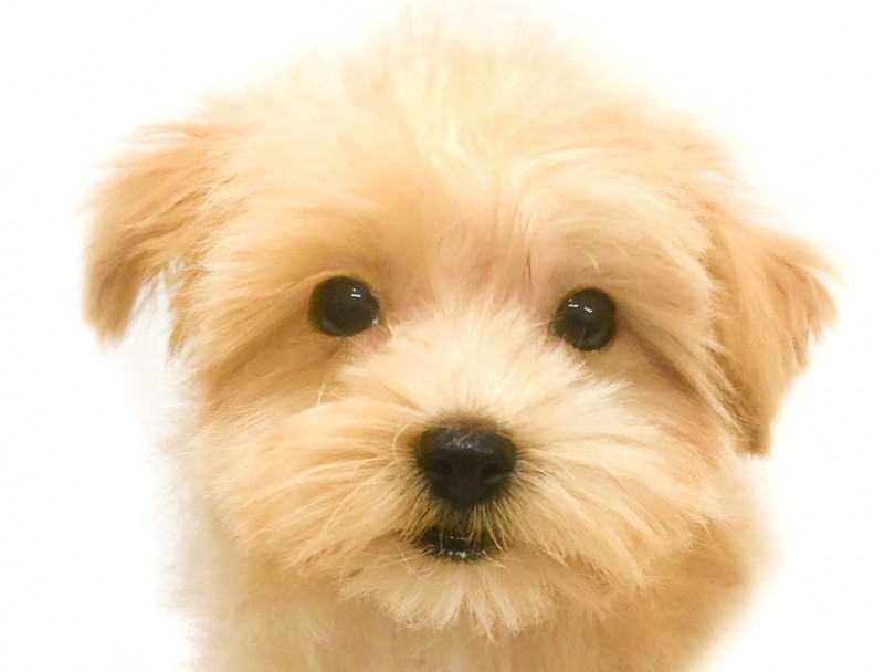 かわいすぎるベビーフェイスの持ち主！ | MIX マルプー （914598） - 志村坂下店