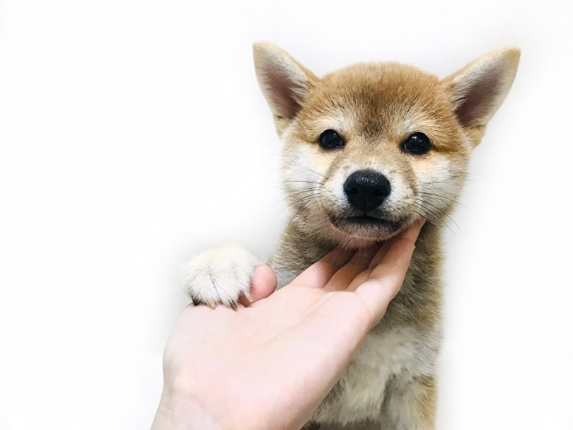 「完全無視」も大事なしつけ | 柴犬 （119241） - 梅島店